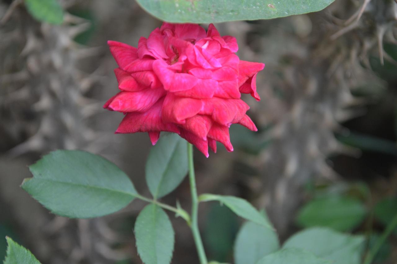 Hotel Sun Plaza-Near Konark Sun Temple- Couple Friendly-Best Choice Of Travellers Exterior foto